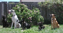 dogs