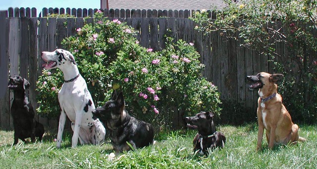 dogs